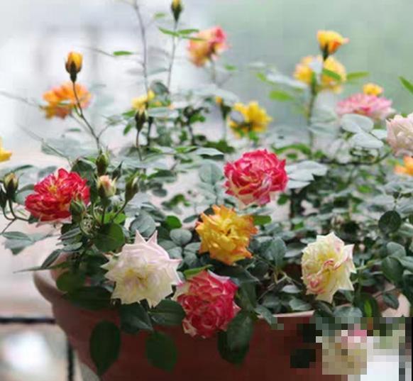 大蒜剁碎了泡水里，对着叶子喷一喷，虫子全死光！