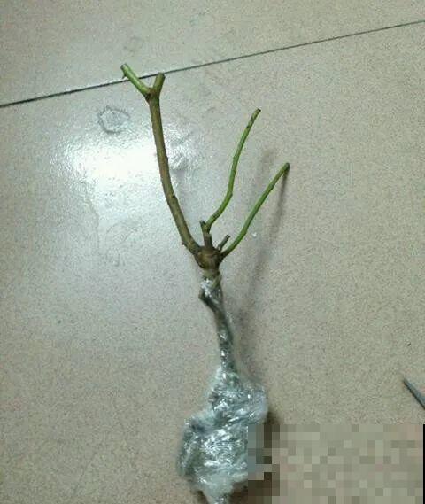 玫瑰月季傻傻分不清，教你怎么辨别，别买到假货了！