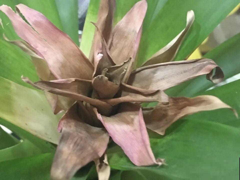 8种花，开完花别急着丢，剪一刀还能继续开