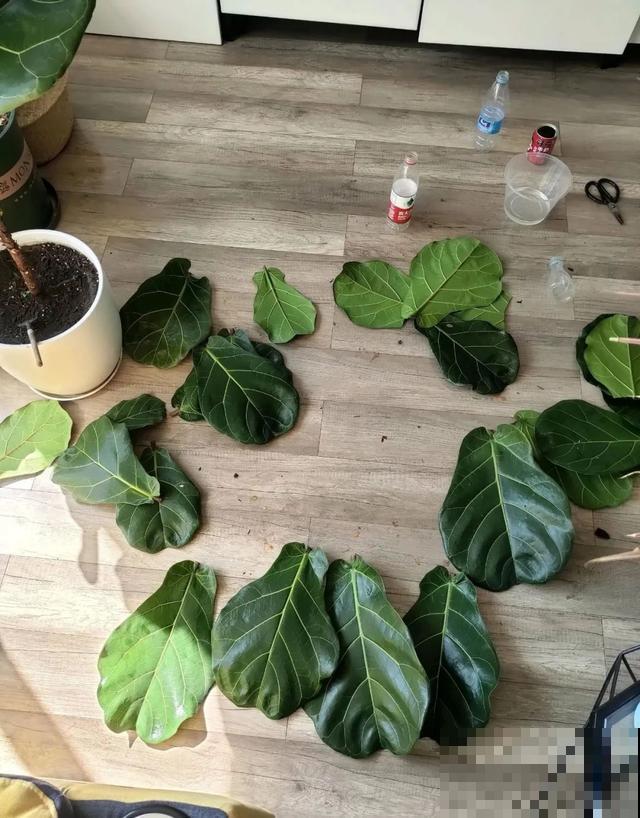 3种树，每月砍1刀，呼呼疯狂冒新芽！