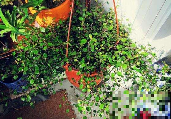春天养盆垂吊盆栽，夏天收获一片绿荫，秋天得到绿色瀑布！