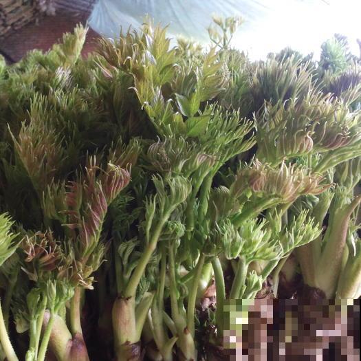 农村树上一种野菜，长得像香椿，为啥卖的比肉贵？