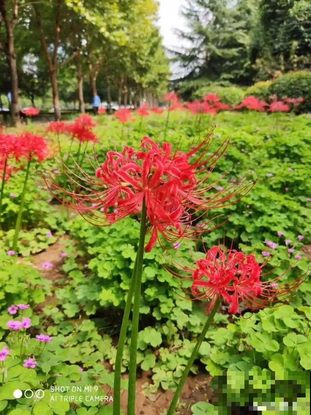 卧室别养这8种花，香得头昏脑胀，对身体有大害处！