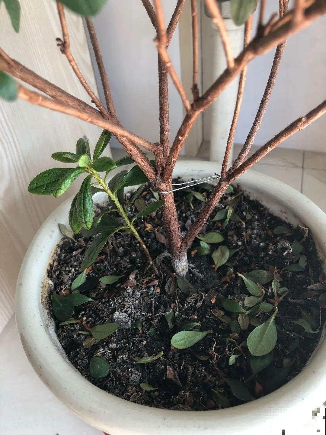 不懂花的人，开完就把花扔了，太可惜，剪一剪还能开！