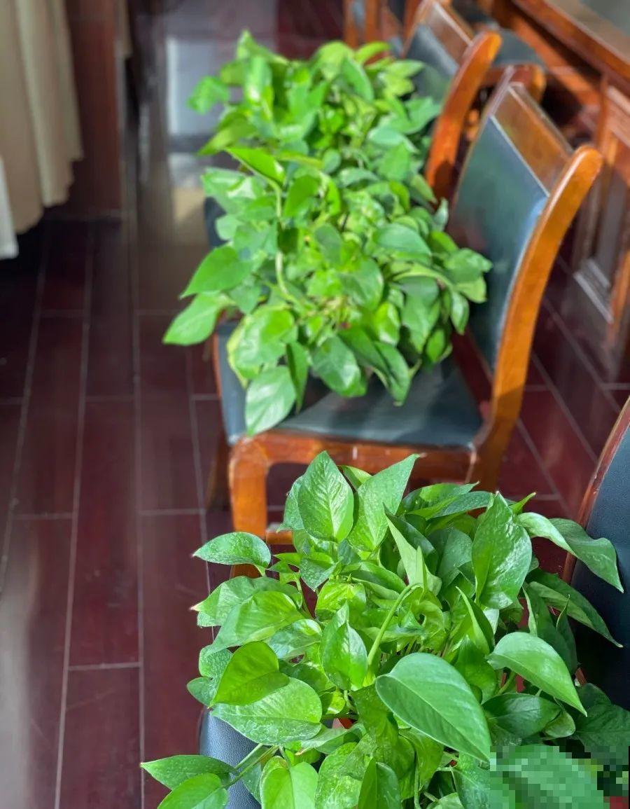 10种花，春天不能晒，躲屋里最安全！