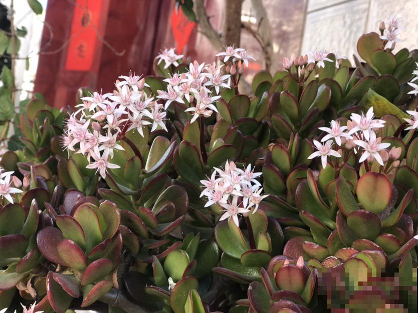 有见过开满花的玉树吗？原来养护这么重要，半月就能看到花蕾