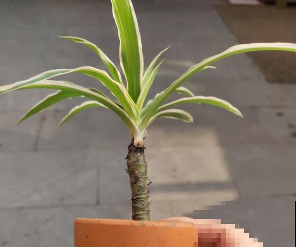 5年的吊兰老桩，一泡尿给滋没了，心疼！