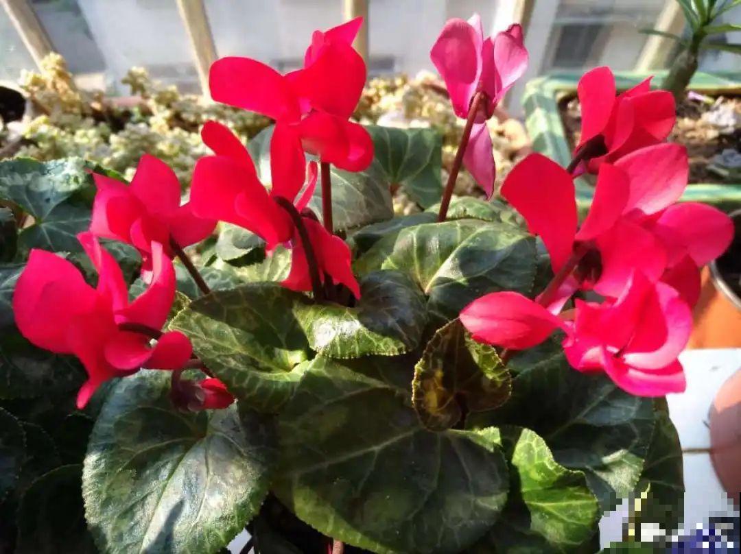 4月忙花事，修剪、扦插……现在做刚刚好！