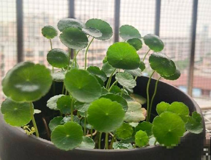 2种花浇不死，越浇水越疯长，一缺水就蔫！