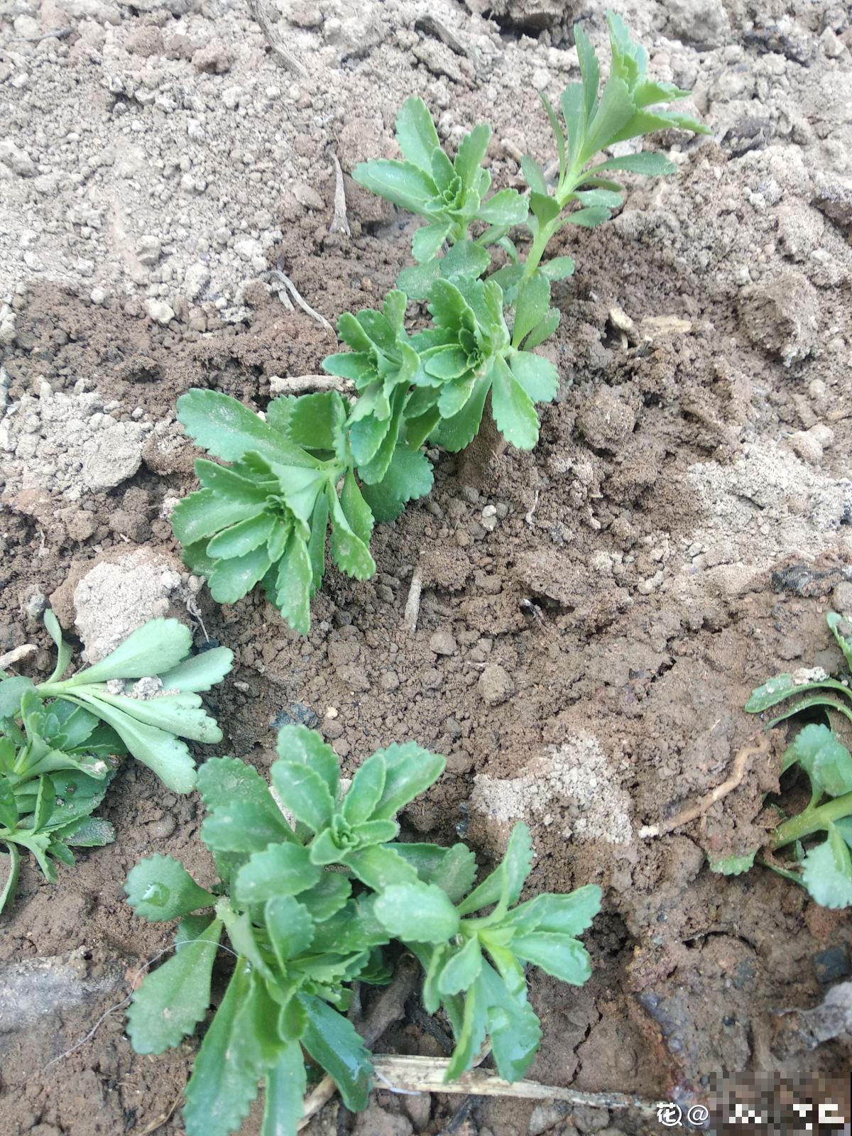 4月份宁可不吃肉，也要吃点养心菜，自己在家也能种