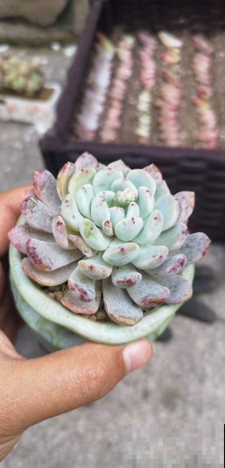 多肉变胖小技巧，3分钟学会，一个月变肉墩子！