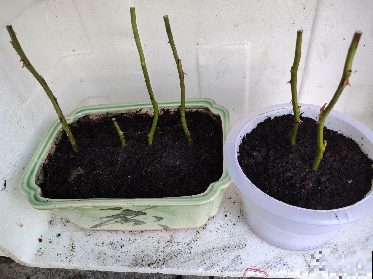 换完盆没几天，植物怎么突发黄叶枯叶？原来是没注意这2点！