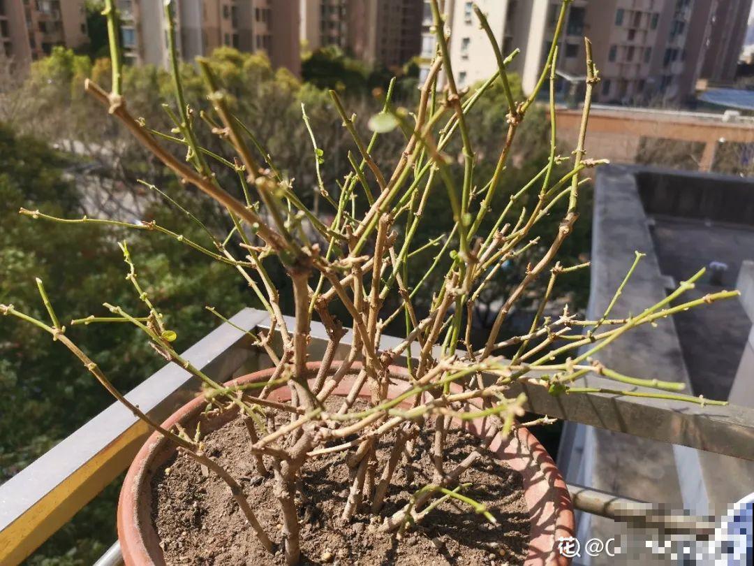 换盆的最佳时机到了，换完花儿就疯长，错过会后悔！