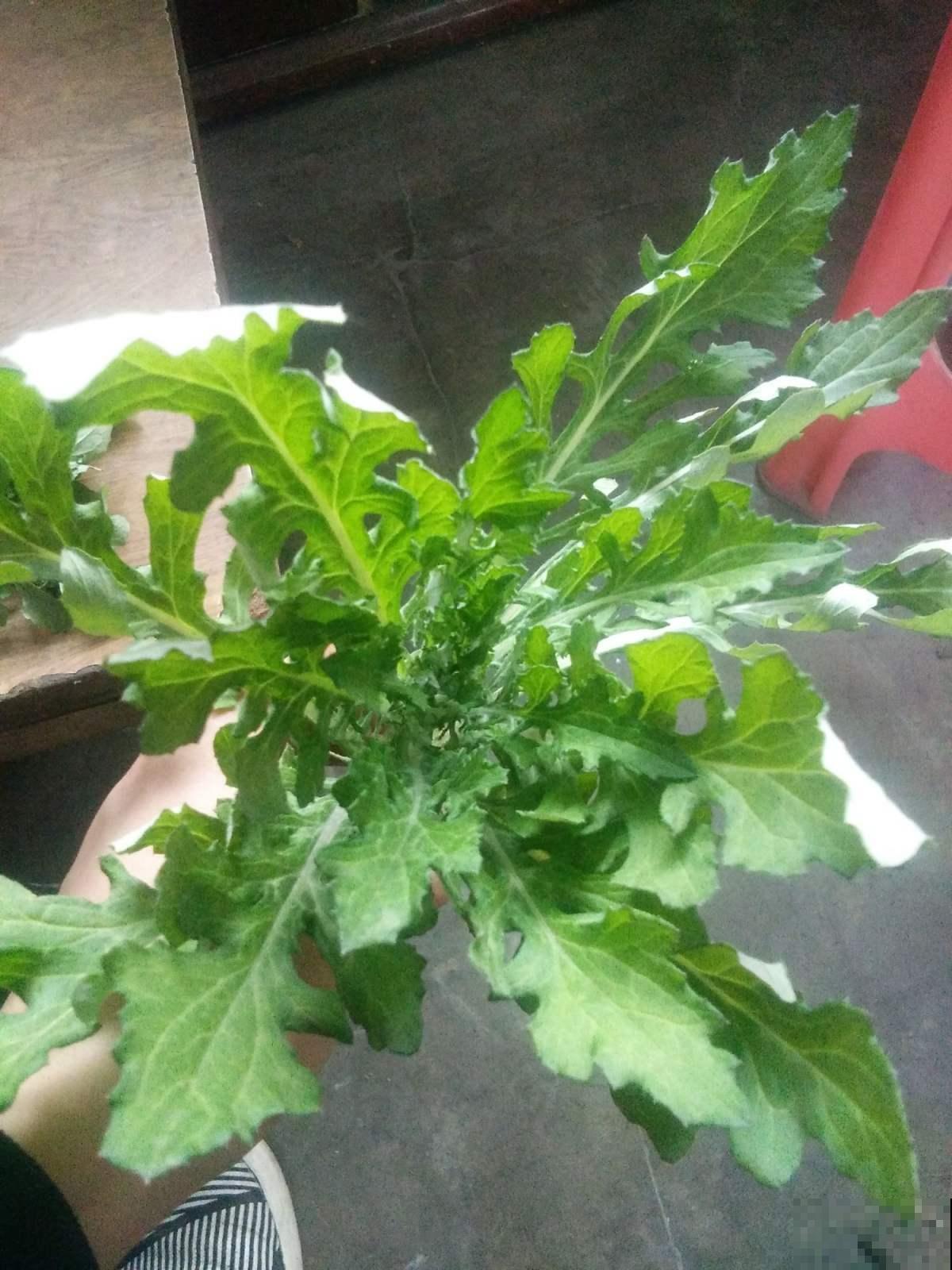不起眼的小野花，挖回家能当野菜吃，还是有名的中药草！