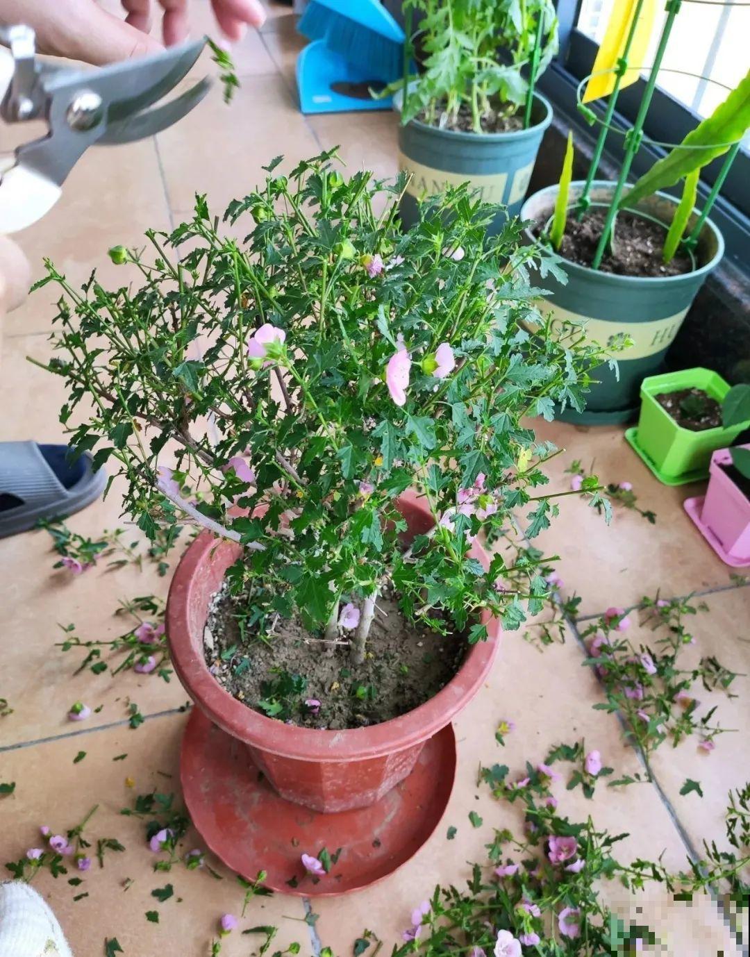 3种花，开败后狠心剪个秃头，下次开花会更猛！