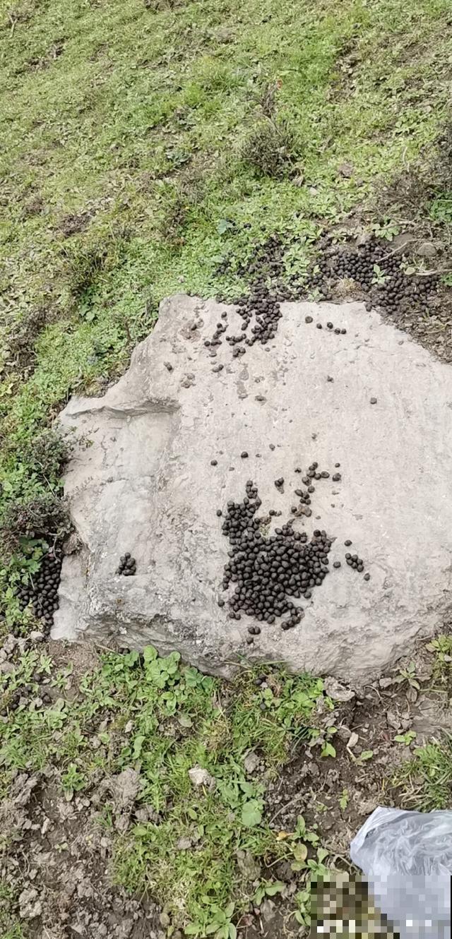 路边捡点它，肥土全搞定，再也不用花钱买