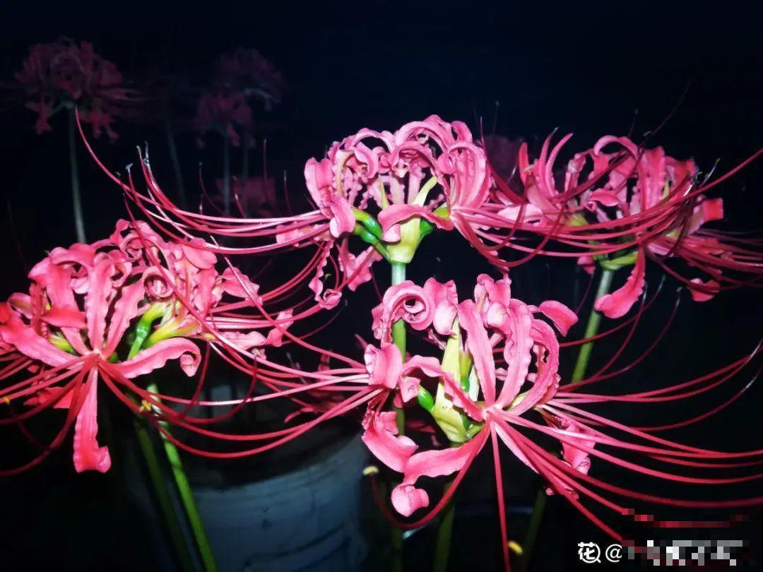 能开2个月的花，长的像假花，谁见都要摸一下！