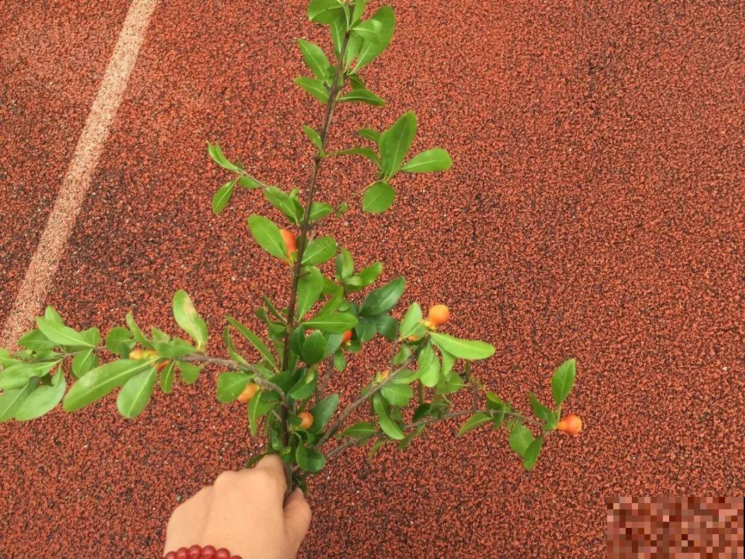 20种常见花，扦插方法大全，不用再花钱买了！