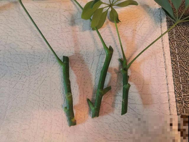 邻居在垃圾桶捡了棵巴掌大的鸭掌木，回家简单一搞，长出十多盆！