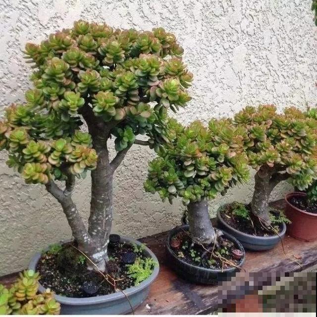 嫌花长得丑，趁现在砍头，满盆都是新叶子！