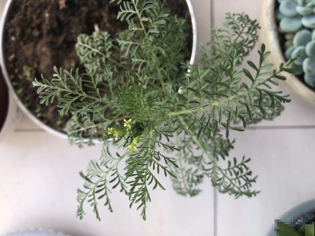 小麦地里人人喊打的麦蒿，没想到种盆里这么清新，赶紧薅回家！