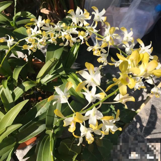 玉兰花真好吃，掐一把炒鸡蛋，竟然满嘴鸡肉味