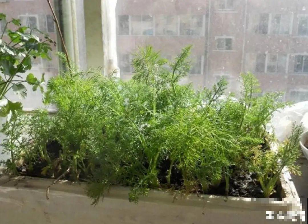 10种菜，阳台就能养，蹭蹭长满一盆，都快吃不了了