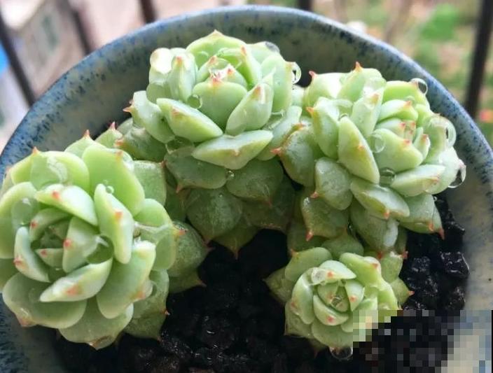 度夏必死的6种多肉，现在不要买，纯粹浪费钱！