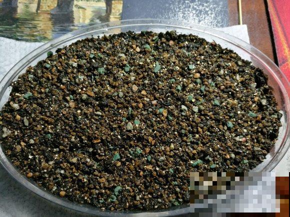 玉露1盆变10盆，根本不用叶插，学会这招就可以！