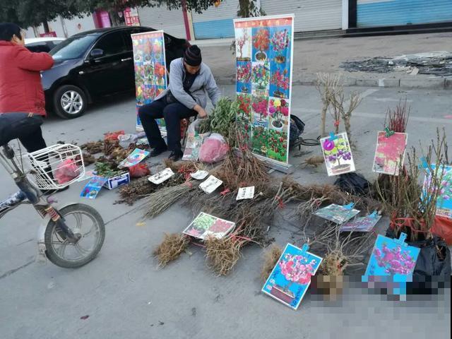春天买花要注意，6种花千万别买，都是骗人的！