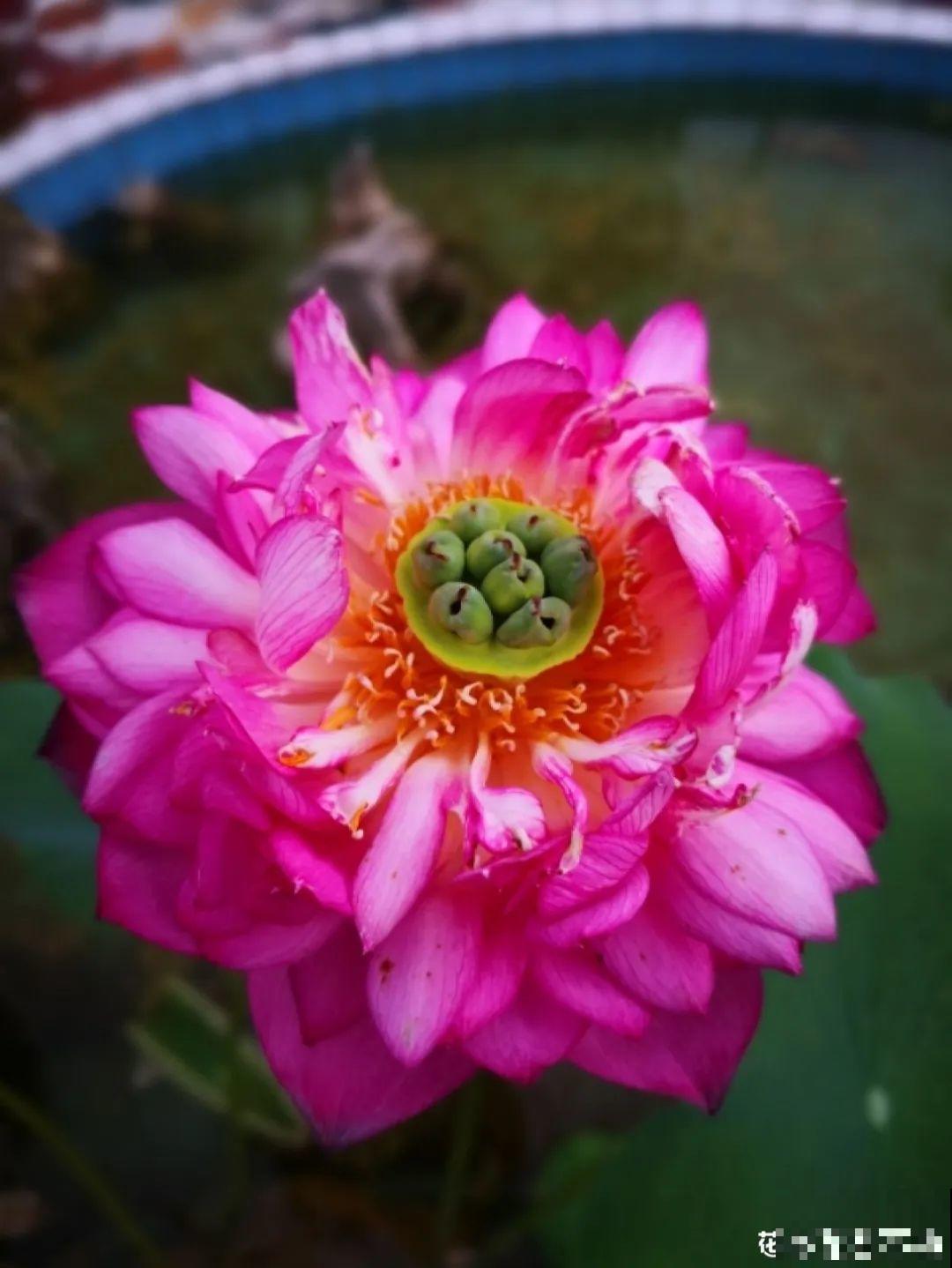 8种花不用扦插，开完花等1个月，一盆能生几十盆！