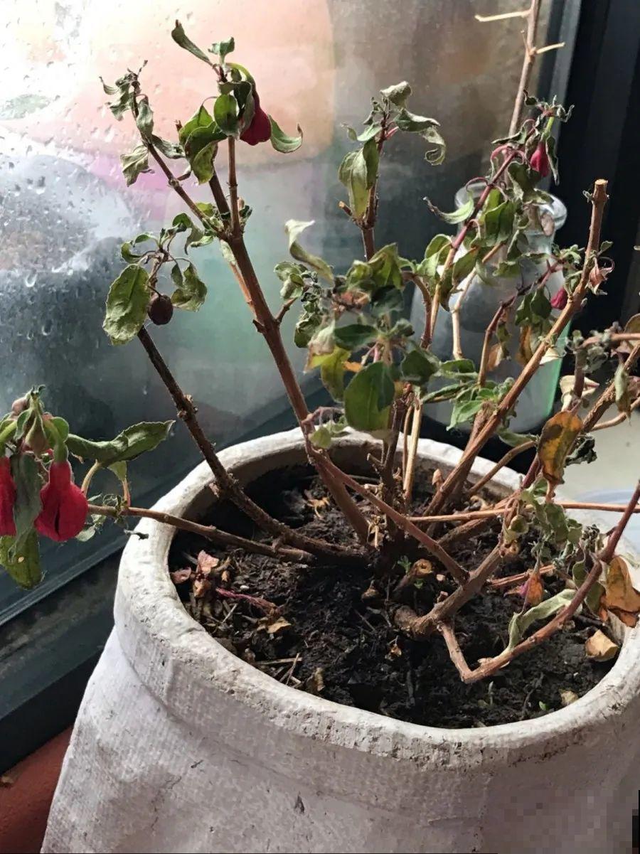 10种花，春天不能晒，躲屋里最安全！