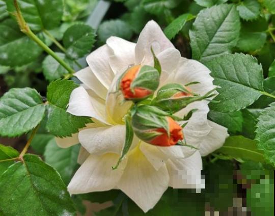 最丑月季花，不服来战，看完眼睛要瞎了！