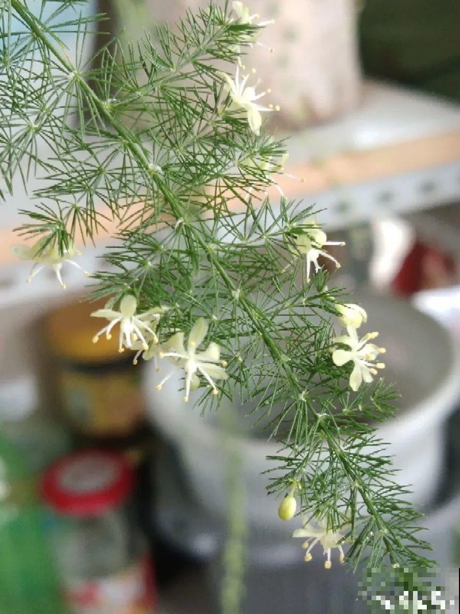 10种花，春天不能晒，躲屋里最安全！