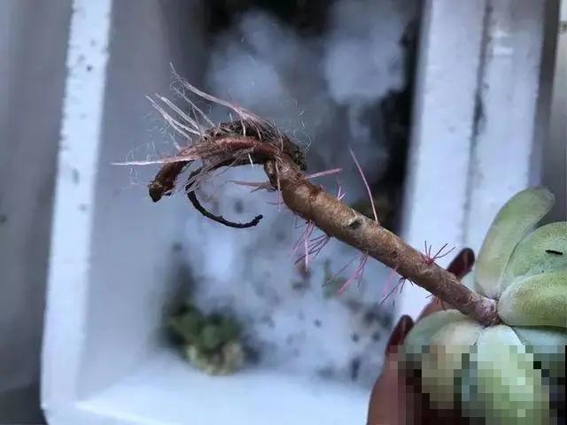 花烂根了别丢，塑料袋里捂一捂，大白根立马蹭蹭冒！
