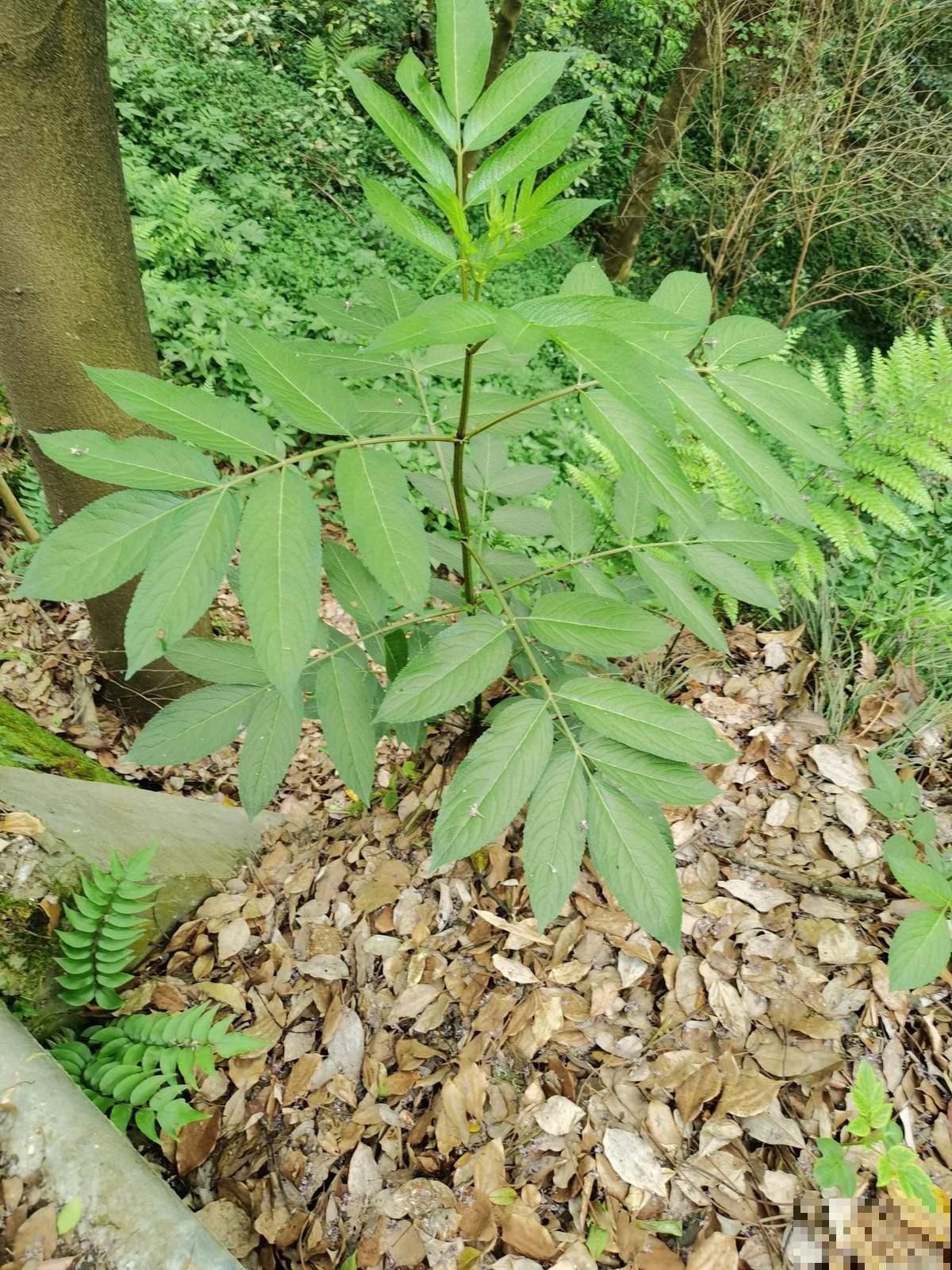 接骨草真的能接骨吗？农村地区的宝贝草，见到可不能放过！
