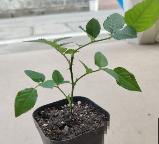 春天别买这种花，全是打药的激素苗，买来一周就死了！