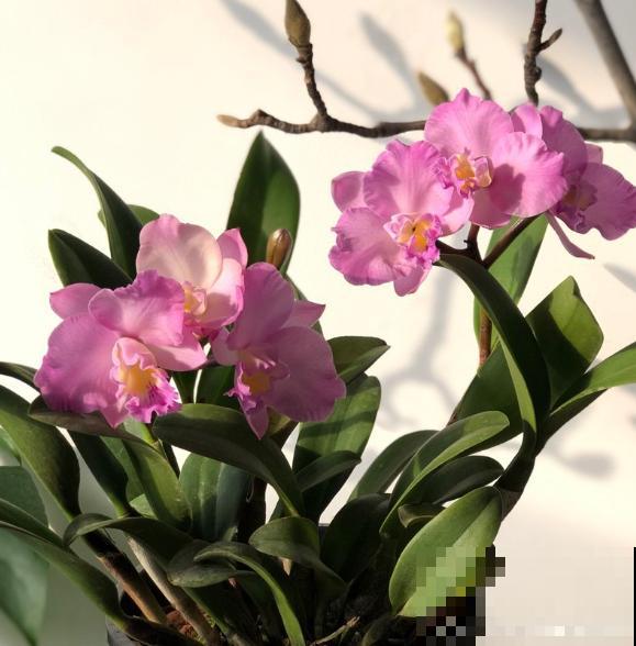 6种珍稀兰花，高贵优雅、价值不凡，见过一种就很厉害了！