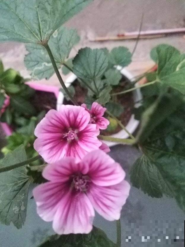 院子里插几根枝，2个月长出花蝴蝶，谁见了都眼馋