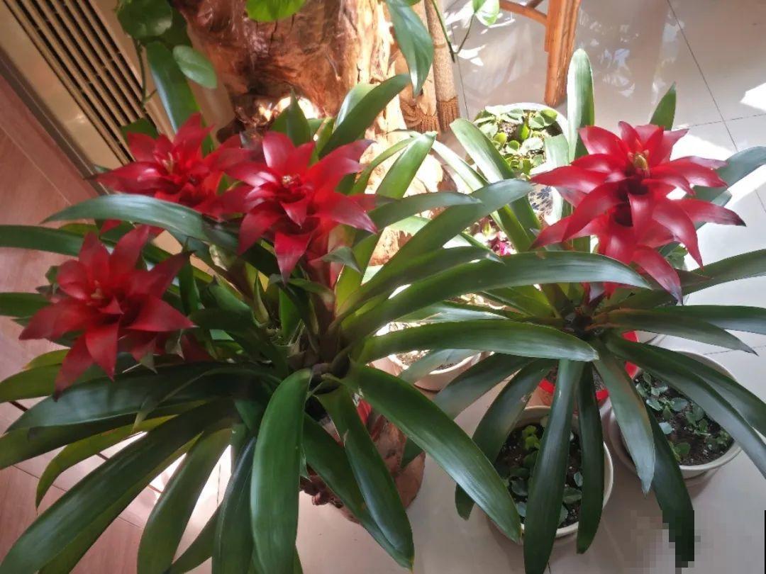 8种花，开完花别急着丢，剪一刀还能继续开
