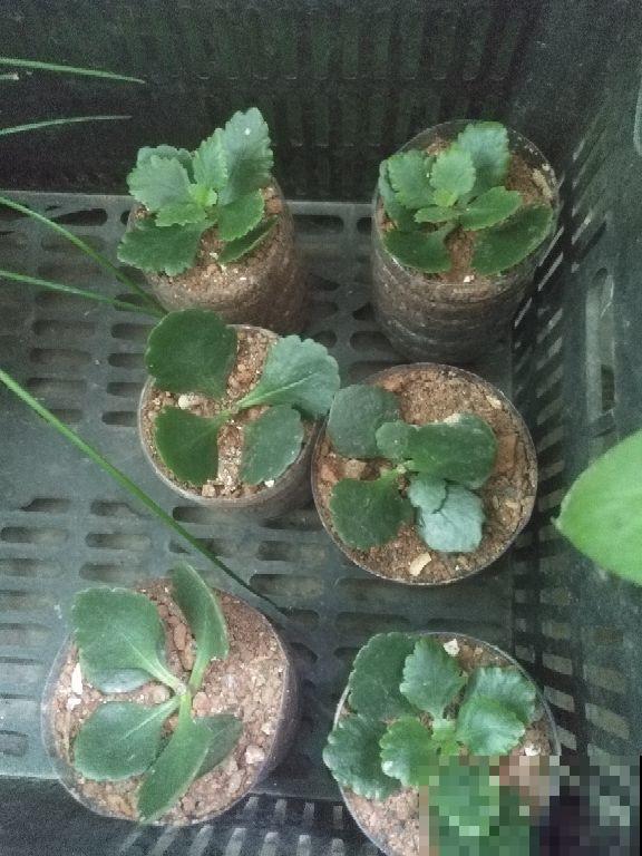 超厉害的花友，阳台摆满各种长寿花，全是免费得到的！