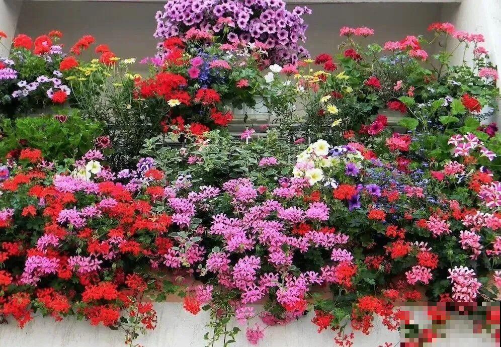 家里有这6种花，赶紧挂起来，长的快、开花一年比一年多！