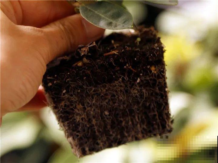 特名贵的杜鹃品种，开花比碗口还大，零下30℃冻不死！