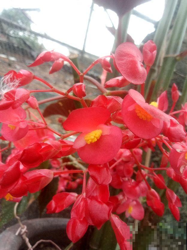 冷门海棠花，花朵垂下一串串，叶子美得像油画！