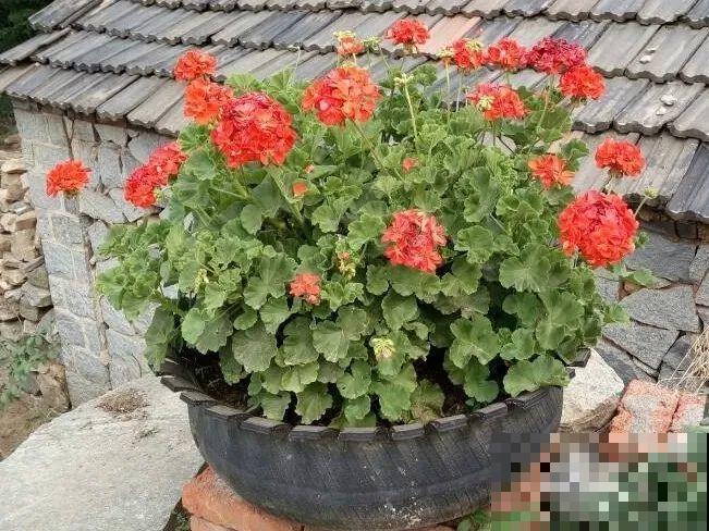 养花从不买花盆，都是这些东西做的！