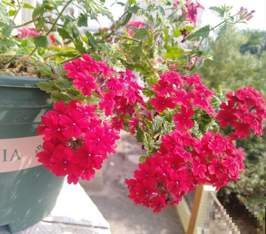 美女樱好看好养，花期大半年，越养越漂亮