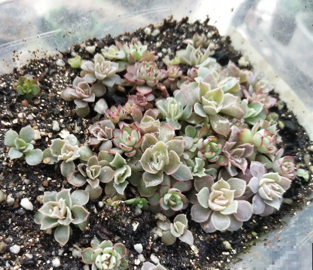 8种花不用扦插，开完花等1个月，一盆能生几十盆！