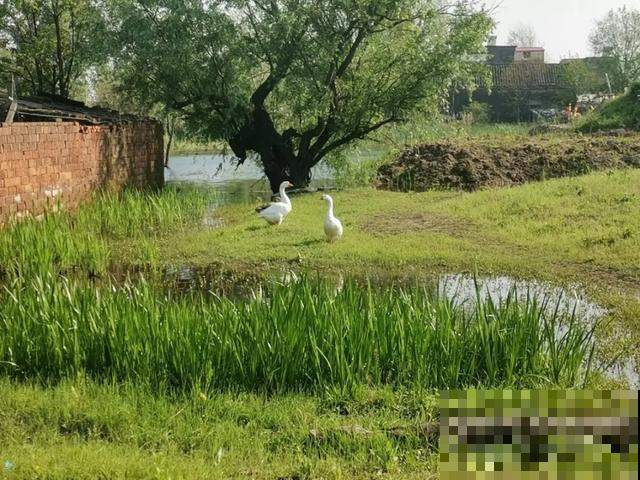 五一城市太拥挤,还是回老家,过快活日子! 五一城市太拥挤,还是回老家,过快活日子!