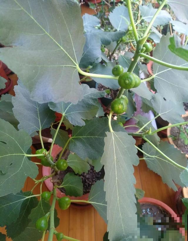 6种植物不按套路生长？你吃的水果，就是这么长出来的！