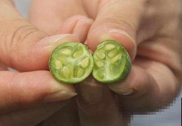 拇指大小的西瓜你吃过吗？半月就成熟，吃起来比黄瓜还脆生！